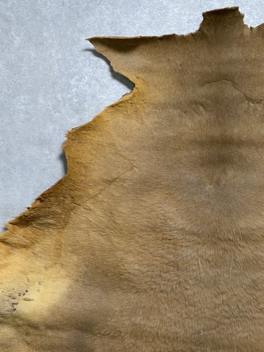 画像2: カンガルー毛皮 カンガルーヘアー ライトキャメル (2)