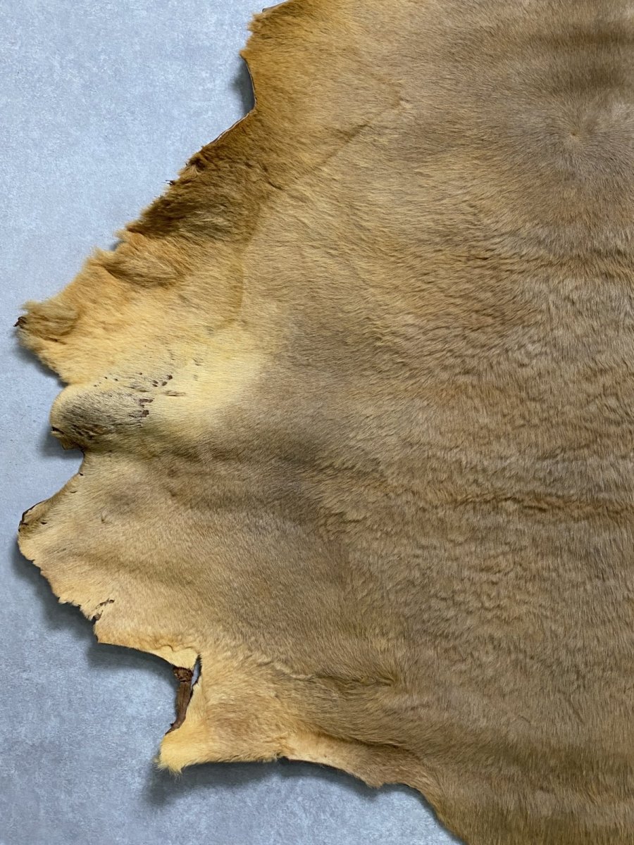 画像4: カンガルー毛皮 カンガルーヘアー ライトキャメル (4)