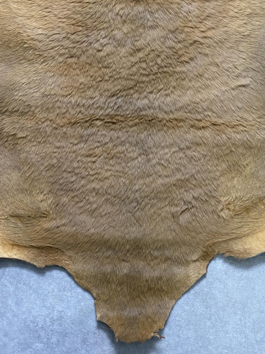 画像6: カンガルー毛皮 カンガルーヘアー ライトキャメル (6)