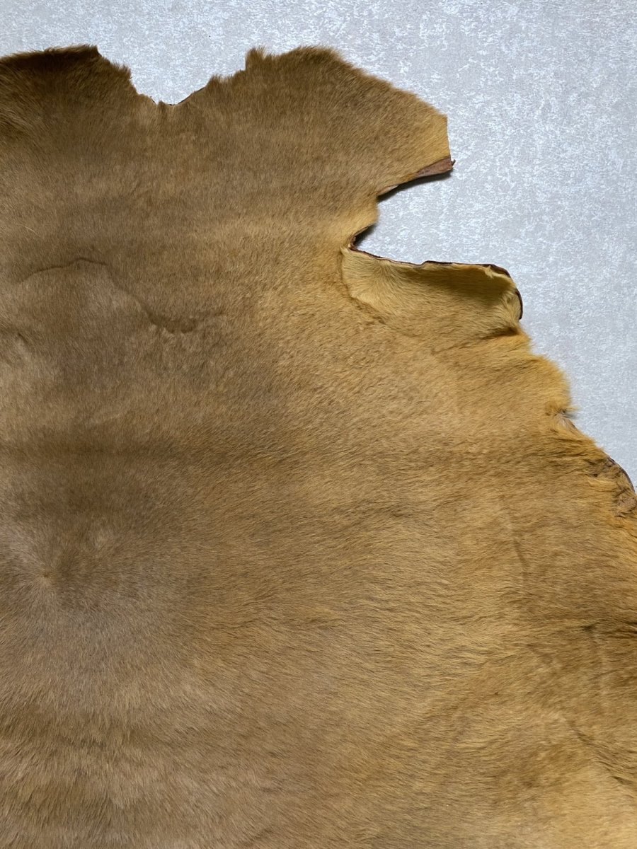 画像3: カンガルー毛皮 カンガルーヘアー ライトキャメル (3)
