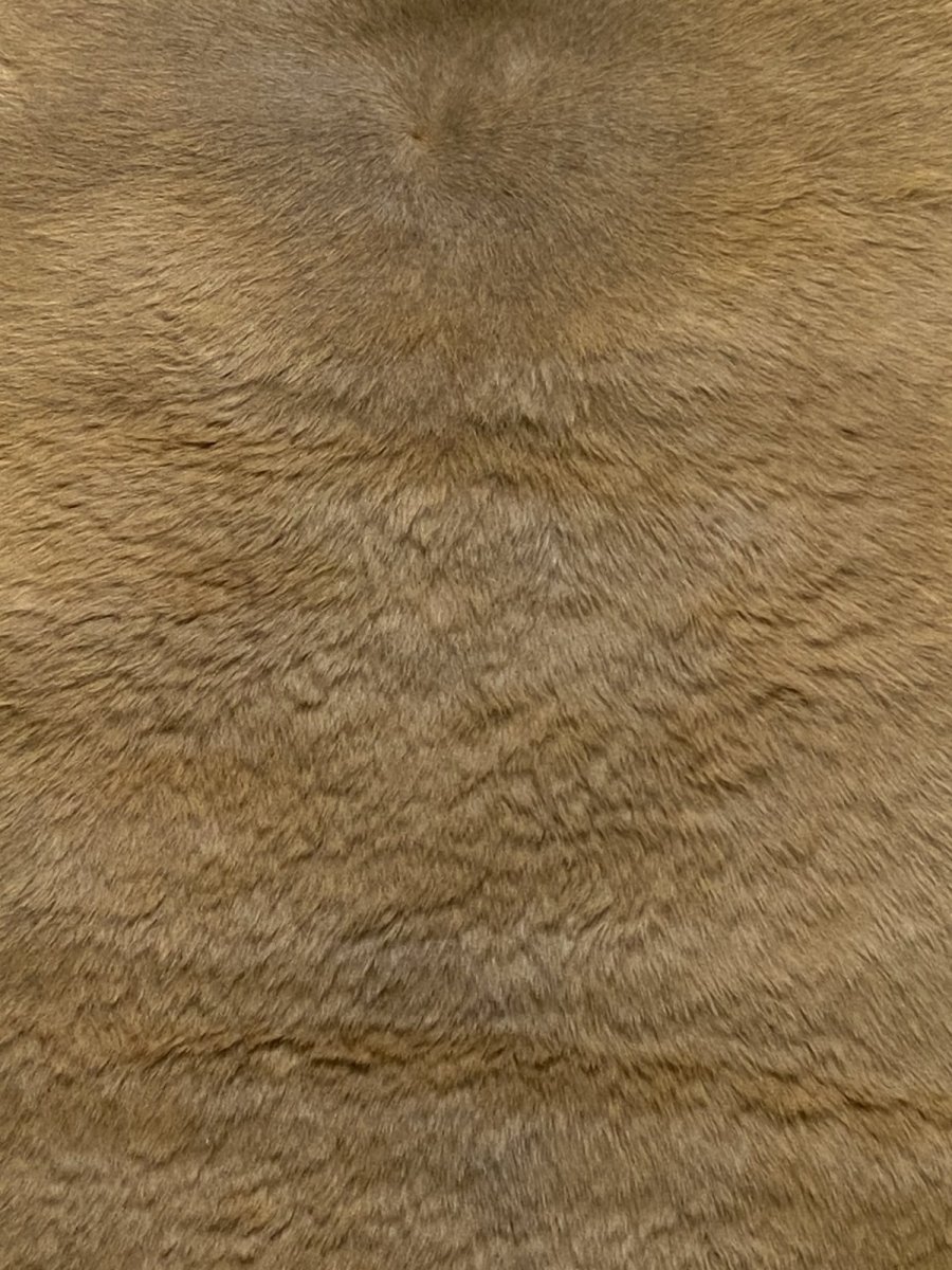 画像8: カンガルー毛皮 カンガルーヘアー ライトキャメル (8)