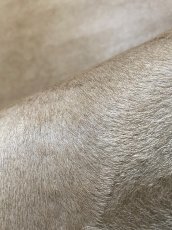 画像7: ヘアーカーフ　ベージュ　牛革毛付き　毛皮　 (7)