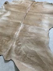 画像6: ヘアーカーフ　ベージュ　牛革毛付き　毛皮　 (6)