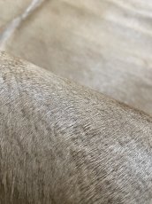 画像7: ヘアーカーフ　ベージュ　牛革毛付き　毛皮　 (7)