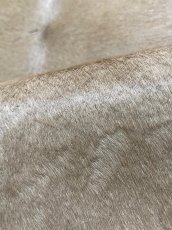 画像8: ヘアーカーフ　ベージュ　牛革毛付き　毛皮　 (8)