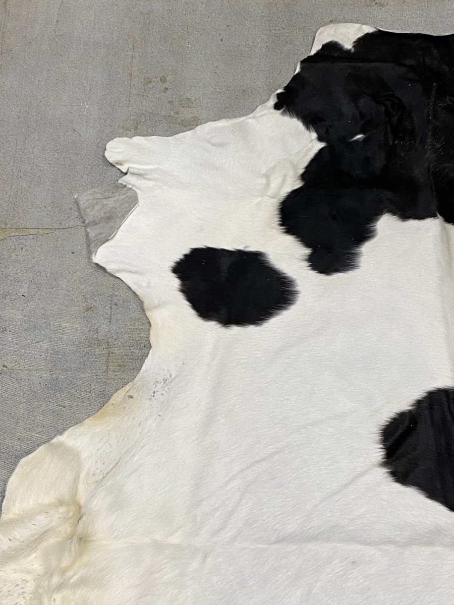 画像2: 牛  ヘアカウ　ナチュラル　ホルスタイン　毛皮　 (2)