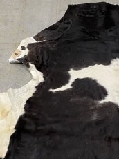 画像2: 牛  ヘアカウ　ナチュラル　ホルスタイン　毛皮　 (2)