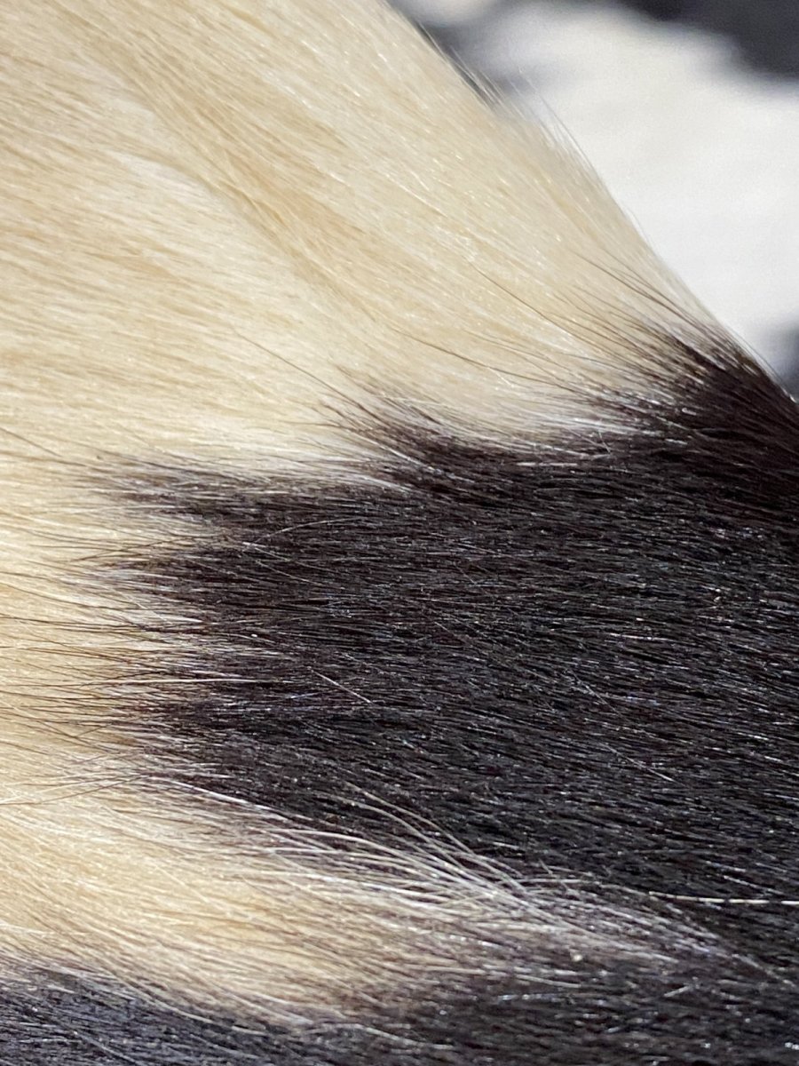 画像6: 牛  ヘアカウ　ナチュラル　ホルスタイン　毛皮　 (6)