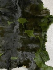 画像4: 牛 ヘアーカーフ　グリーン柄あり　毛皮　 (4)