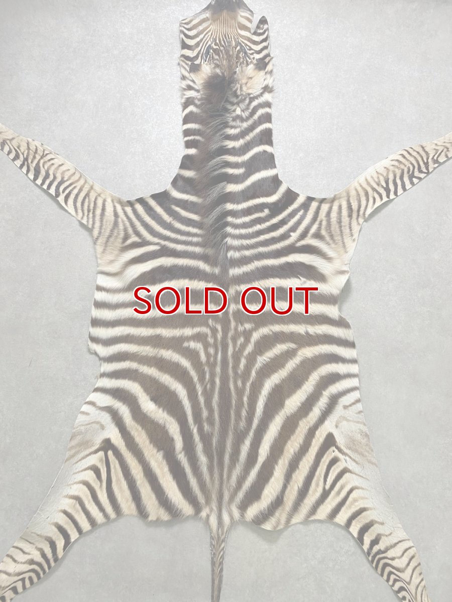 画像1: シマウマ毛皮　Mサイズ　ベビーゼブラ毛皮　本革　シマウマ革　天然　敷物　南アフリカ (1)