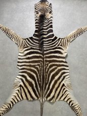 画像1: シマウマ毛皮　Mサイズ　ベビーゼブラ毛皮　本革　シマウマ革　天然　敷物　南アフリカ (1)