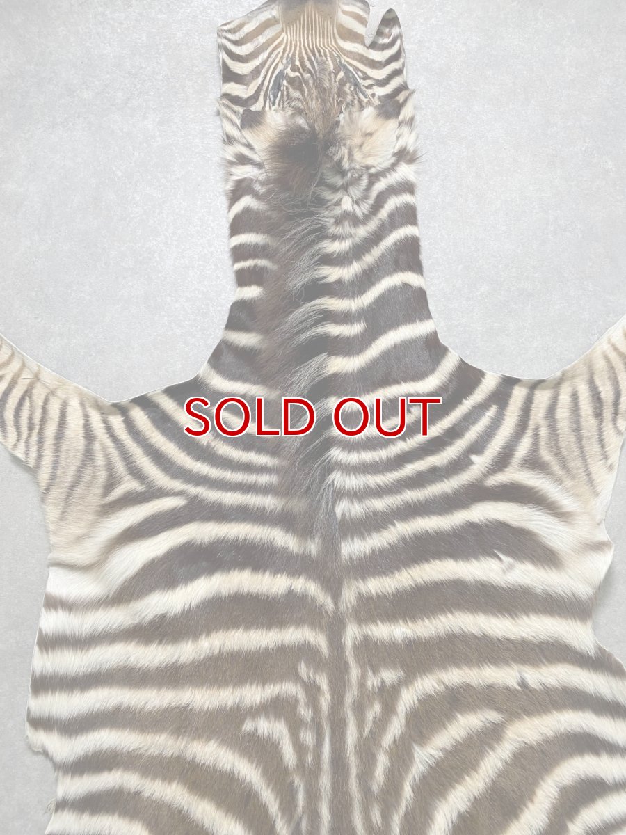 画像5: シマウマ毛皮　Mサイズ　ベビーゼブラ毛皮　本革　シマウマ革　天然　敷物　南アフリカ (5)