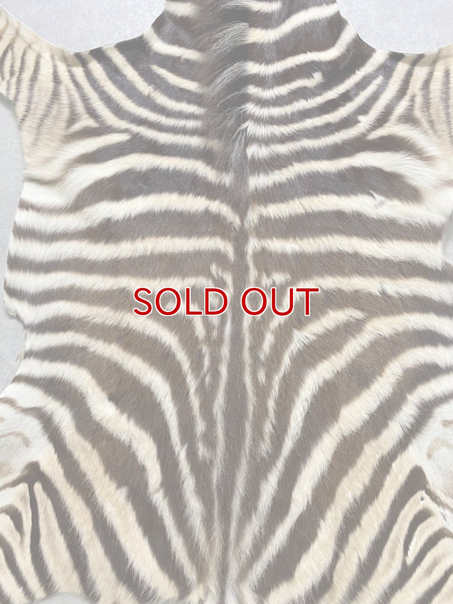 画像4: シマウマ毛皮　Mサイズ　ベビーゼブラ毛皮　本革　シマウマ革　天然　敷物　南アフリカ (4)