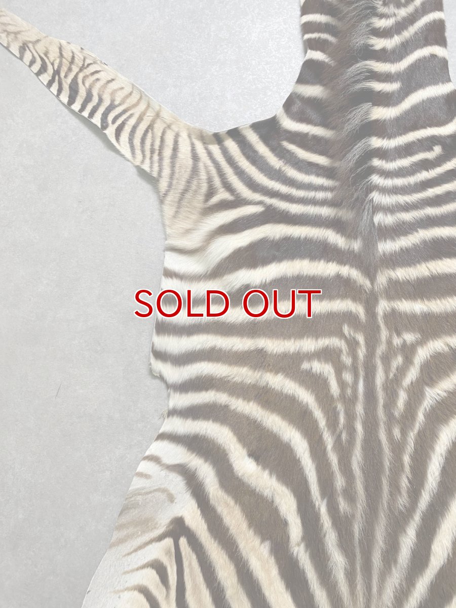 画像6: シマウマ毛皮　Mサイズ　ベビーゼブラ毛皮　本革　シマウマ革　天然　敷物　南アフリカ (6)