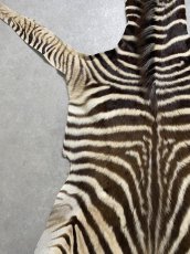 画像6: シマウマ毛皮　Mサイズ　ベビーゼブラ毛皮　本革　シマウマ革　天然　敷物　南アフリカ (6)