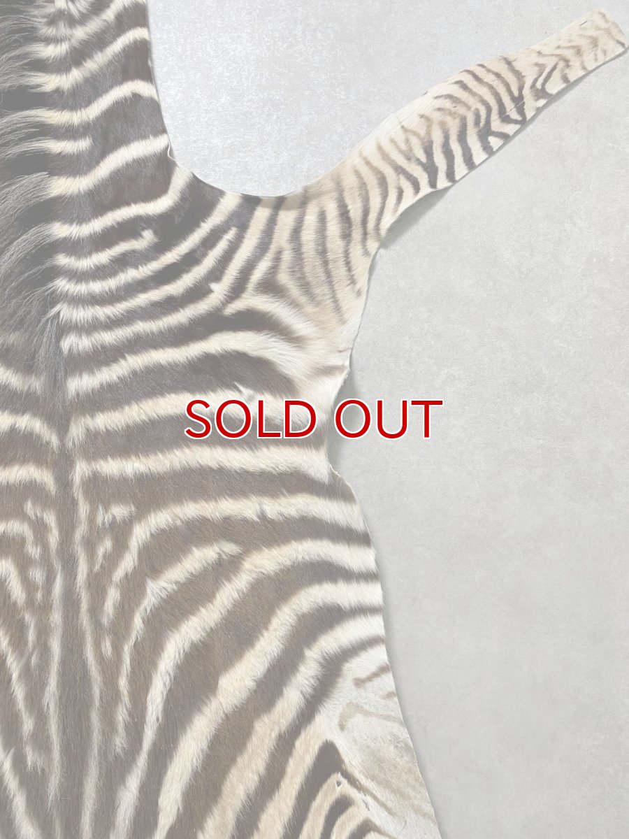 画像7: シマウマ毛皮　Mサイズ　ベビーゼブラ毛皮　本革　シマウマ革　天然　敷物　南アフリカ (7)