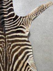 画像7: シマウマ毛皮　Mサイズ　ベビーゼブラ毛皮　本革　シマウマ革　天然　敷物　南アフリカ (7)
