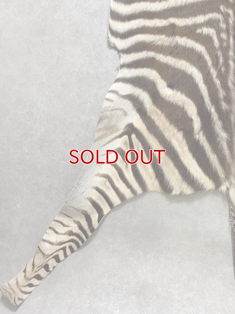画像9: シマウマ毛皮　Mサイズ　ベビーゼブラ毛皮　本革　シマウマ革　天然　敷物　南アフリカ (9)