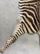 画像9: シマウマ毛皮　Mサイズ　ベビーゼブラ毛皮　本革　シマウマ革　天然　敷物　南アフリカ (9)