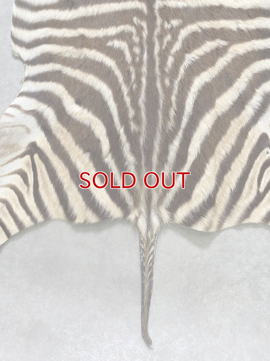画像8: シマウマ毛皮　Mサイズ　ベビーゼブラ毛皮　本革　シマウマ革　天然　敷物　南アフリカ (8)