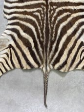 画像8: シマウマ毛皮　Mサイズ　ベビーゼブラ毛皮　本革　シマウマ革　天然　敷物　南アフリカ (8)