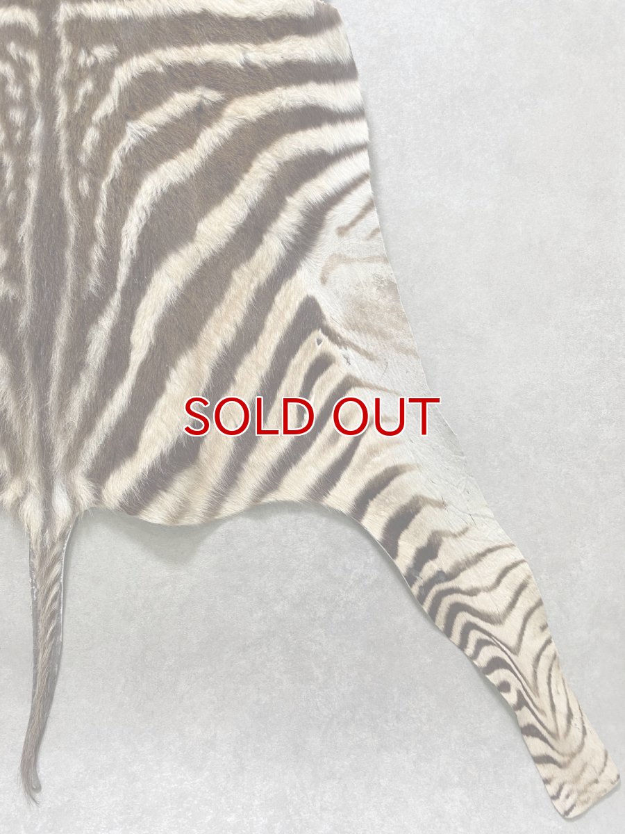 画像10: シマウマ毛皮　Mサイズ　ベビーゼブラ毛皮　本革　シマウマ革　天然　敷物　南アフリカ (10)