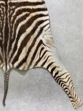画像10: シマウマ毛皮　Mサイズ　ベビーゼブラ毛皮　本革　シマウマ革　天然　敷物　南アフリカ (10)