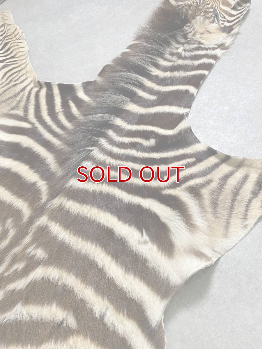 画像3: シマウマ毛皮　Mサイズ　ベビーゼブラ毛皮　本革　シマウマ革　天然　敷物　南アフリカ (3)