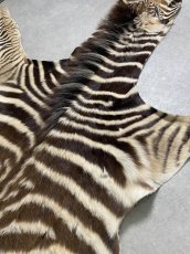 画像3: シマウマ毛皮　Mサイズ　ベビーゼブラ毛皮　本革　シマウマ革　天然　敷物　南アフリカ (3)