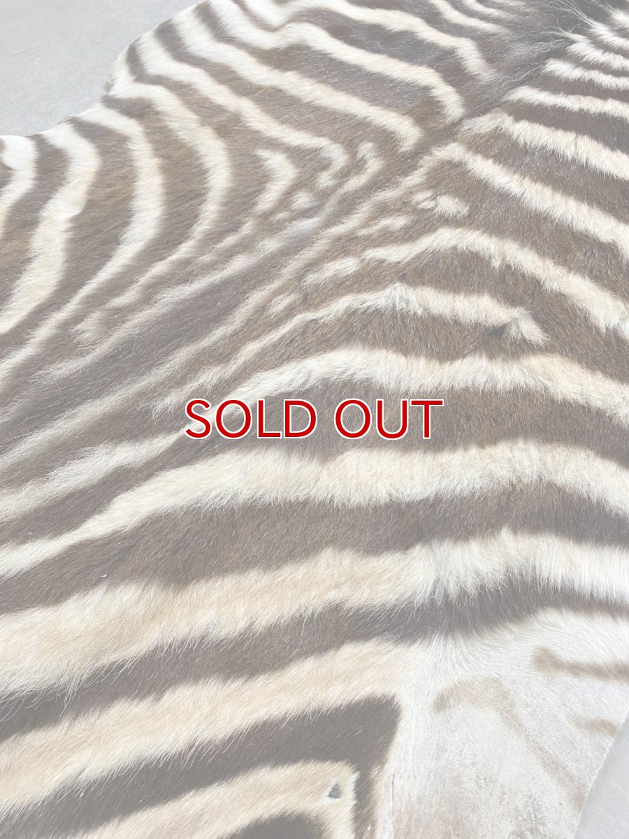 画像2: シマウマ毛皮　Mサイズ　ベビーゼブラ毛皮　本革　シマウマ革　天然　敷物　南アフリカ (2)