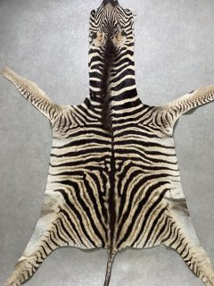 シマウマ毛皮　Mサイズ　ベビーゼブラ毛皮　本革　シマウマ革　天然　敷物　南アフリカ