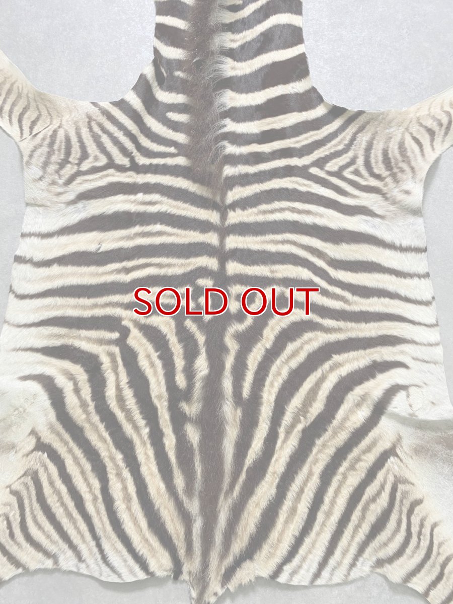 画像4: シマウマ毛皮　Mサイズ　ベビーゼブラ毛皮　本革　シマウマ革　天然　敷物　南アフリカ (4)