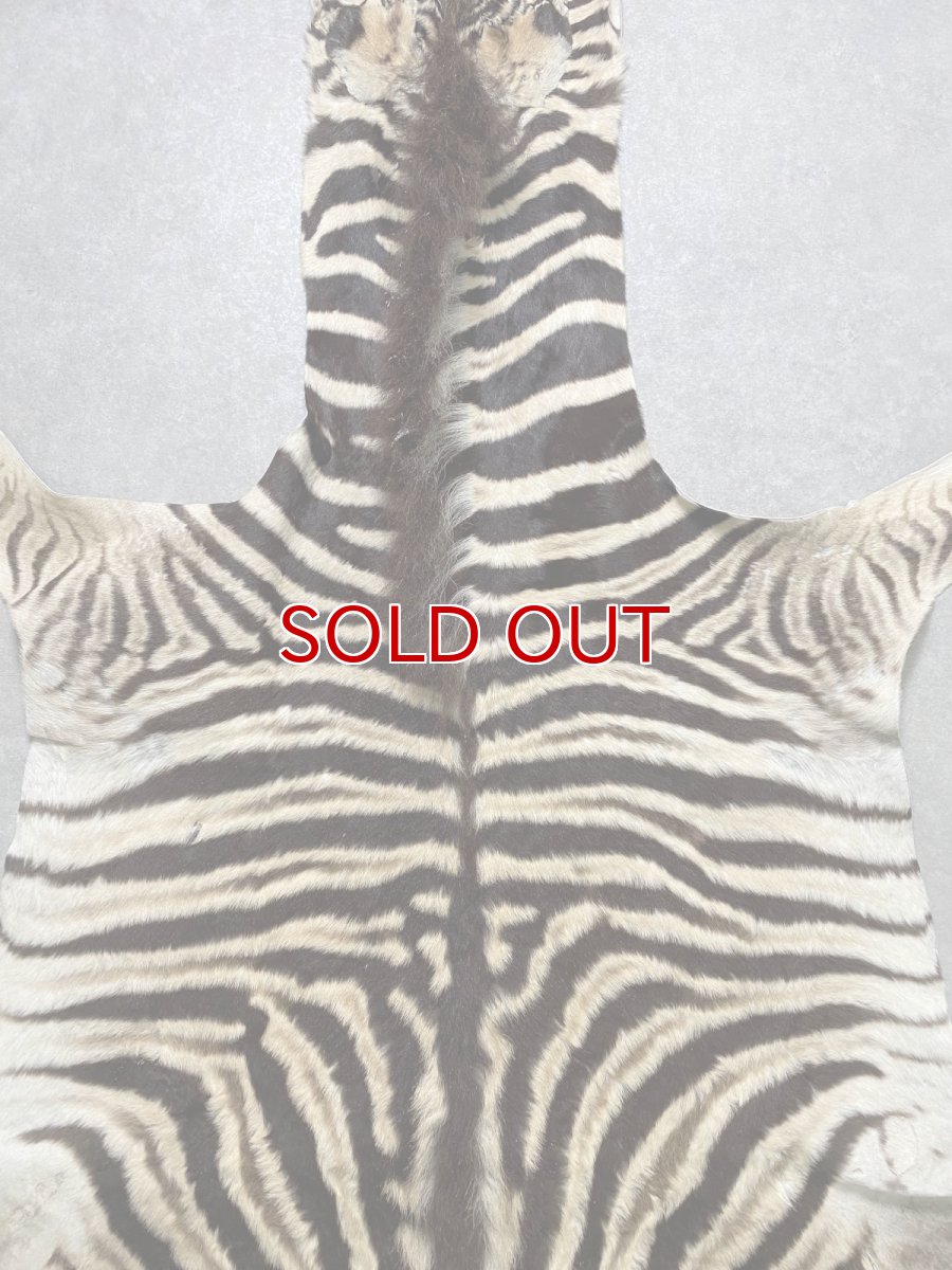 画像5: シマウマ毛皮　Mサイズ　ベビーゼブラ毛皮　本革　シマウマ革　天然　敷物　南アフリカ (5)