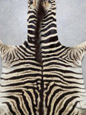 画像5: シマウマ毛皮　Mサイズ　ベビーゼブラ毛皮　本革　シマウマ革　天然　敷物　南アフリカ (5)