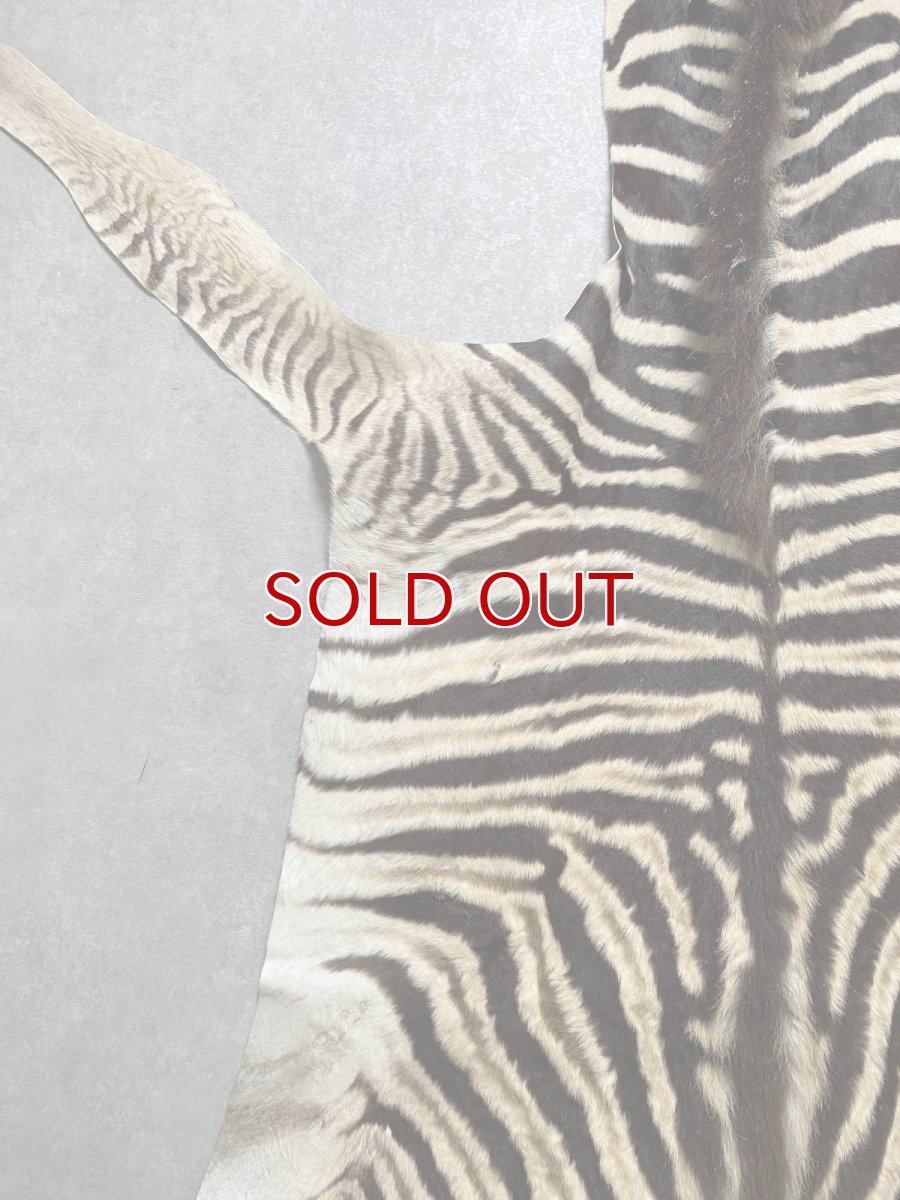 画像6: シマウマ毛皮　Mサイズ　ベビーゼブラ毛皮　本革　シマウマ革　天然　敷物　南アフリカ (6)