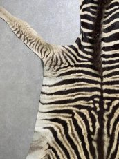 画像6: シマウマ毛皮　Mサイズ　ベビーゼブラ毛皮　本革　シマウマ革　天然　敷物　南アフリカ (6)