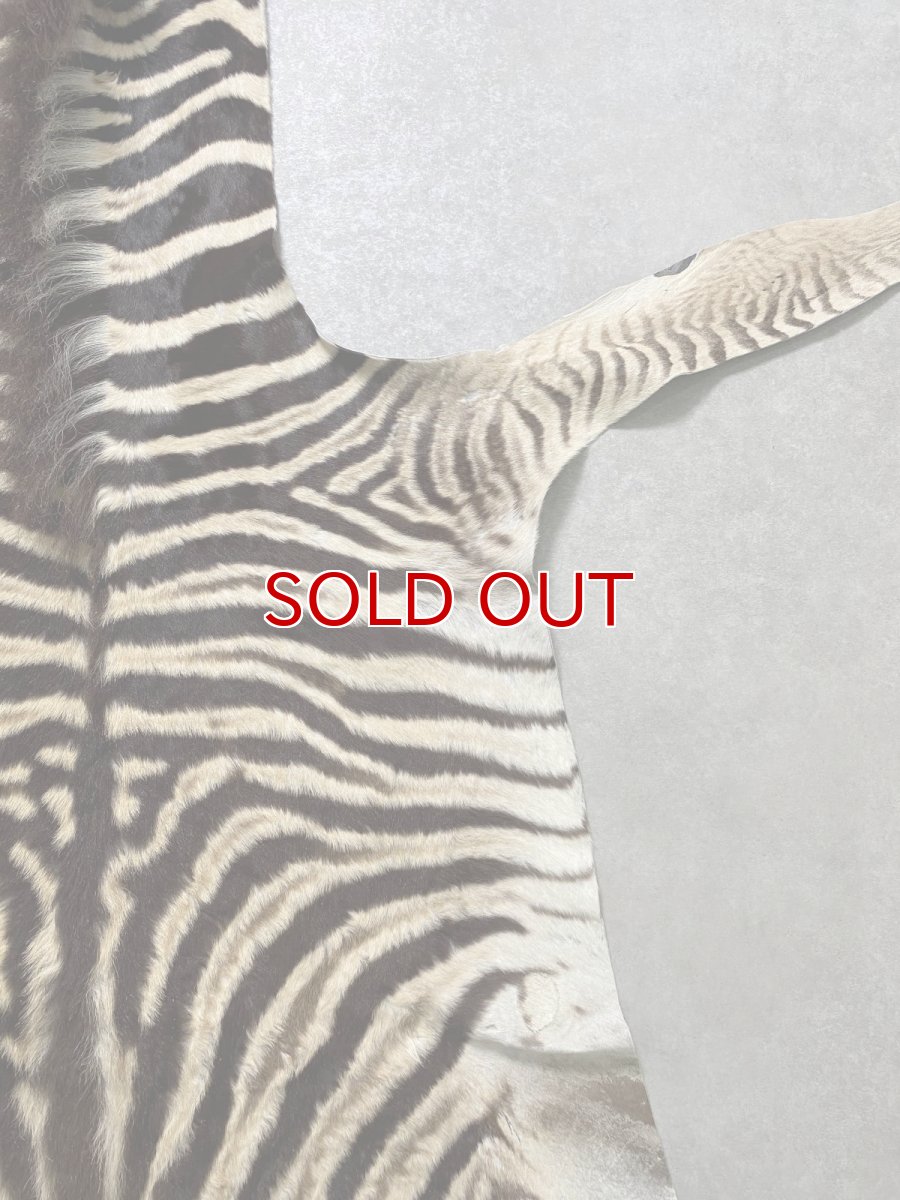 画像7: シマウマ毛皮　Mサイズ　ベビーゼブラ毛皮　本革　シマウマ革　天然　敷物　南アフリカ (7)
