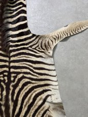 画像7: シマウマ毛皮　Mサイズ　ベビーゼブラ毛皮　本革　シマウマ革　天然　敷物　南アフリカ (7)