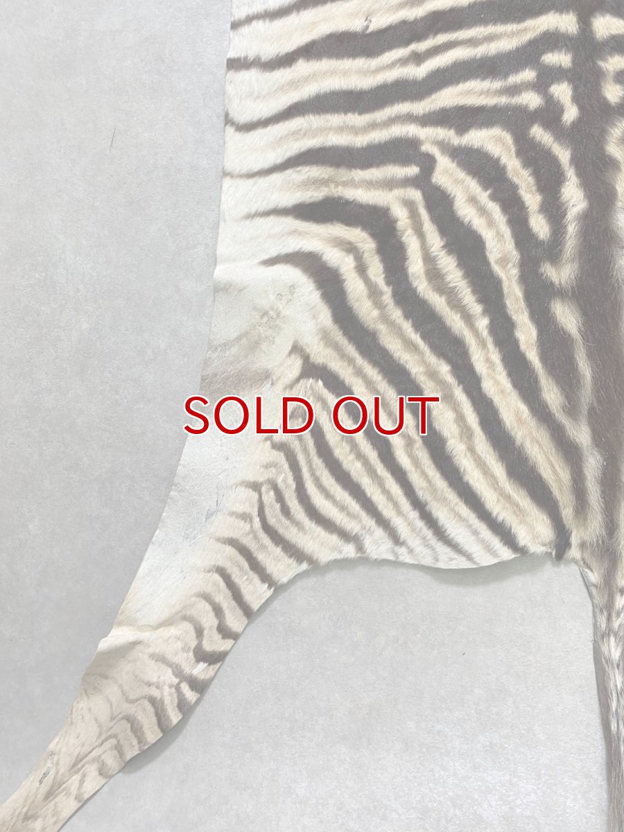 画像9: シマウマ毛皮　Mサイズ　ベビーゼブラ毛皮　本革　シマウマ革　天然　敷物　南アフリカ (9)