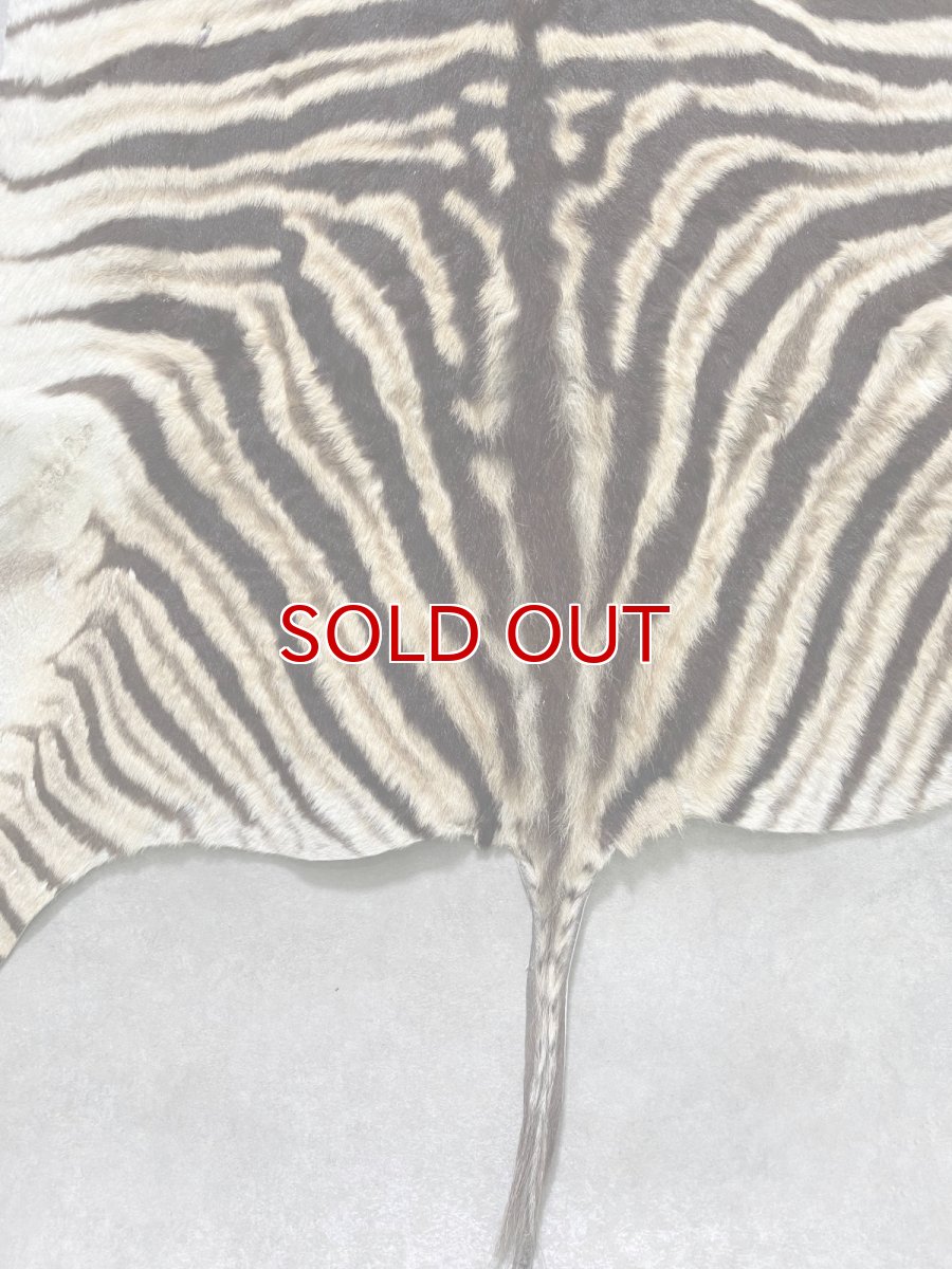 画像8: シマウマ毛皮　Mサイズ　ベビーゼブラ毛皮　本革　シマウマ革　天然　敷物　南アフリカ (8)