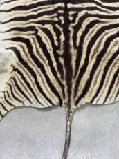 画像8: シマウマ毛皮　Mサイズ　ベビーゼブラ毛皮　本革　シマウマ革　天然　敷物　南アフリカ (8)