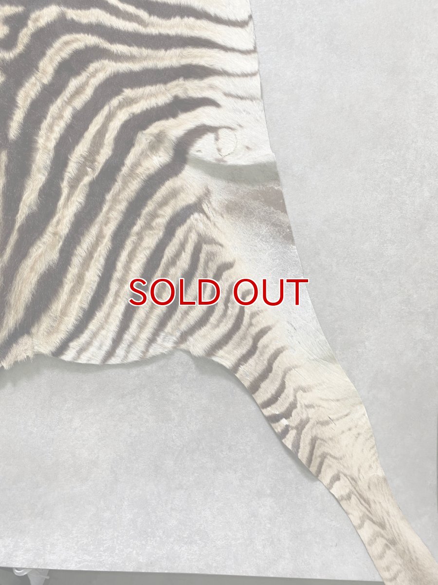 画像10: シマウマ毛皮　Mサイズ　ベビーゼブラ毛皮　本革　シマウマ革　天然　敷物　南アフリカ (10)
