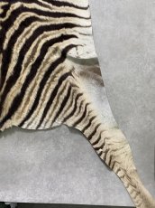 画像10: シマウマ毛皮　Mサイズ　ベビーゼブラ毛皮　本革　シマウマ革　天然　敷物　南アフリカ (10)