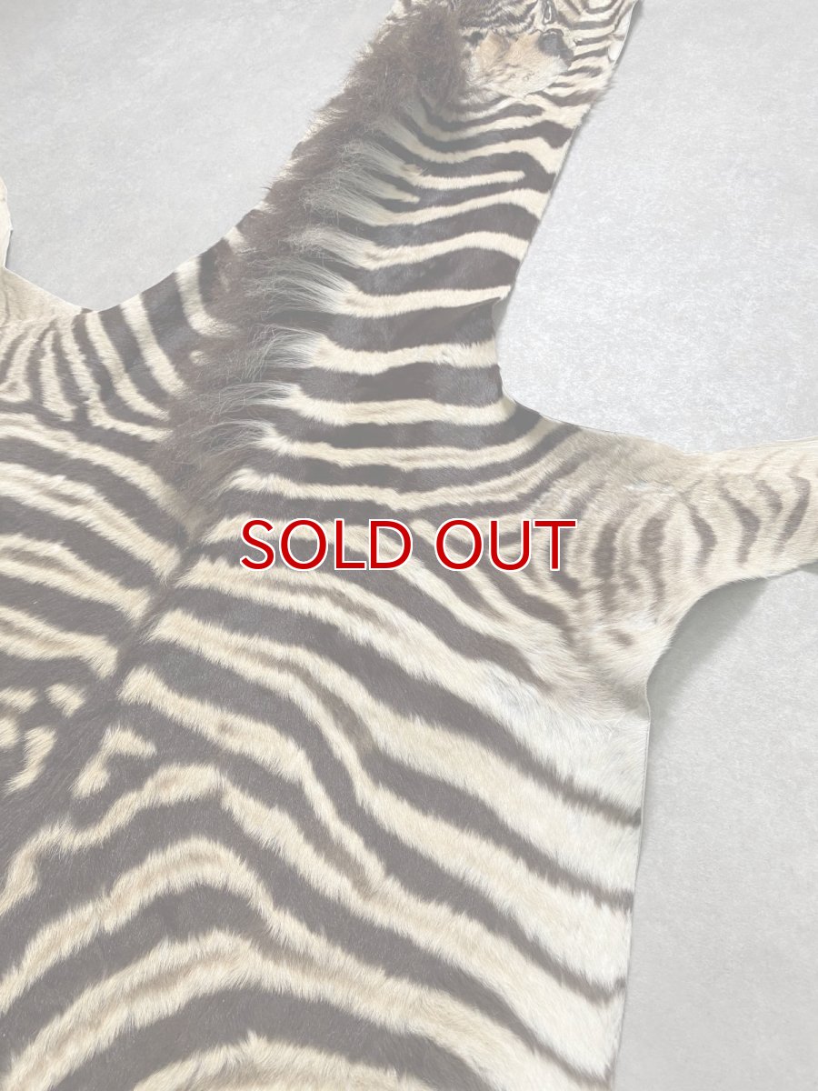 画像2: シマウマ毛皮　Mサイズ　ベビーゼブラ毛皮　本革　シマウマ革　天然　敷物　南アフリカ (2)