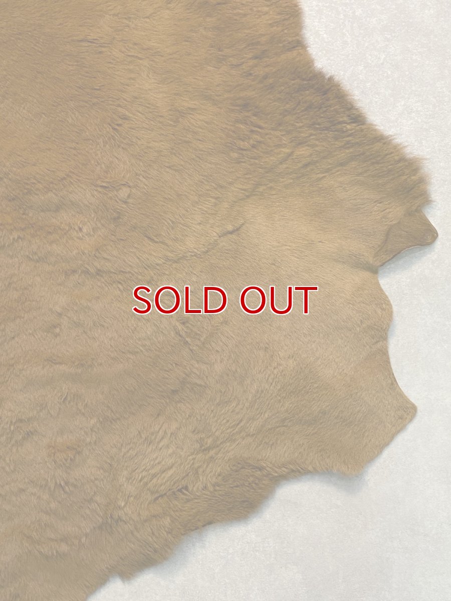 画像10: カンガルー毛皮　カンガルーヘアー　キャメル (10)