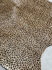 画像5: 牛 ヘアーカーフ　ブラウン　チーター柄　牛革毛付き　毛皮　牛カーフ毛付き (5)