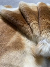 画像5: ラビットファー　ライトキャメル ナチュラル　うさぎ毛皮　Lサイズ (5)