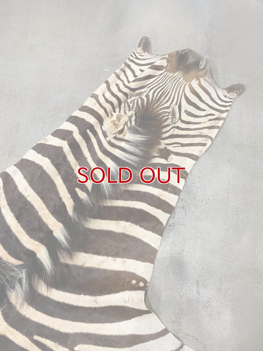 画像2: ゼブラ毛皮　シマウマ革 (2)