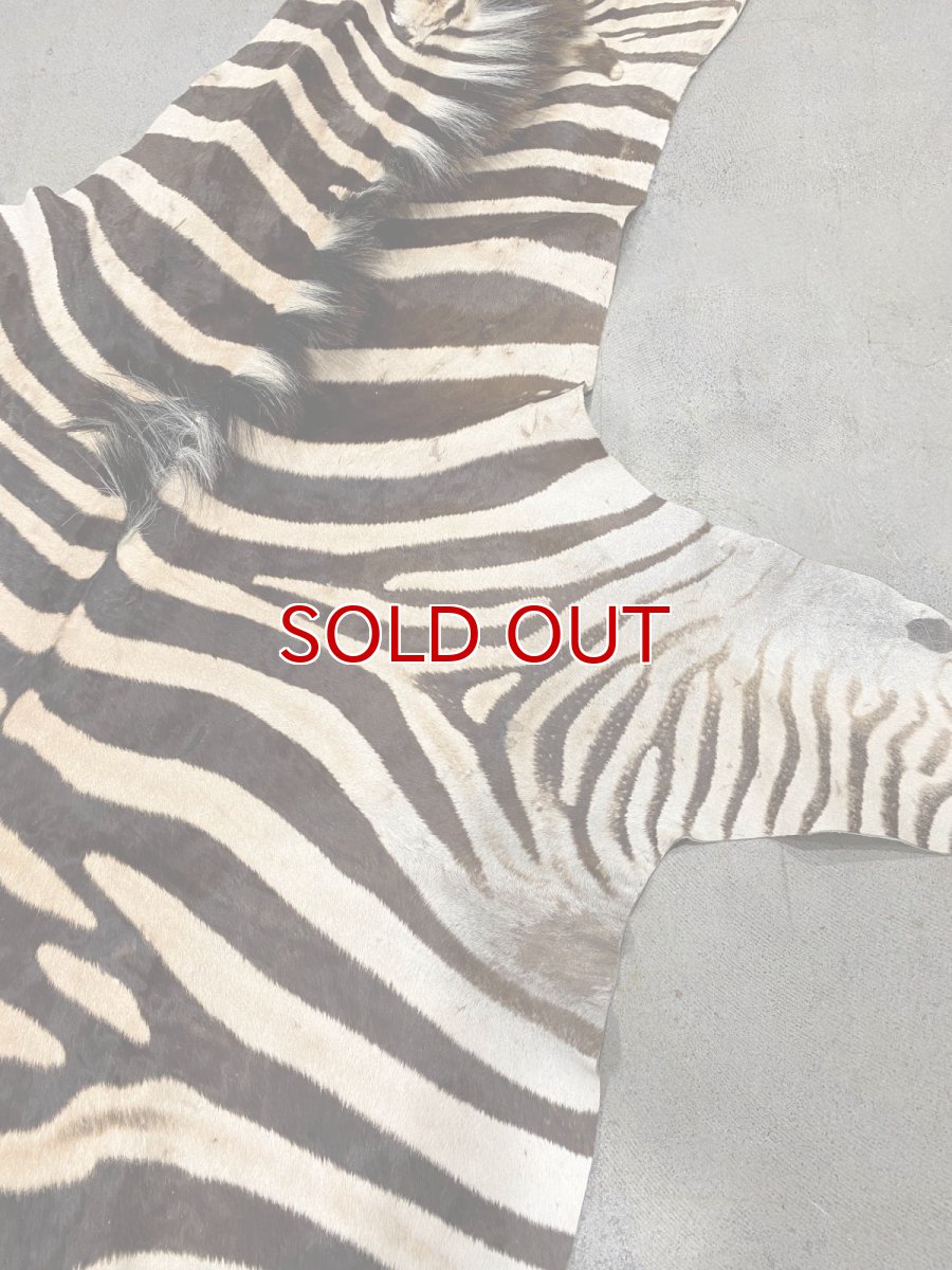 画像3: ゼブラ毛皮　シマウマ革 (3)