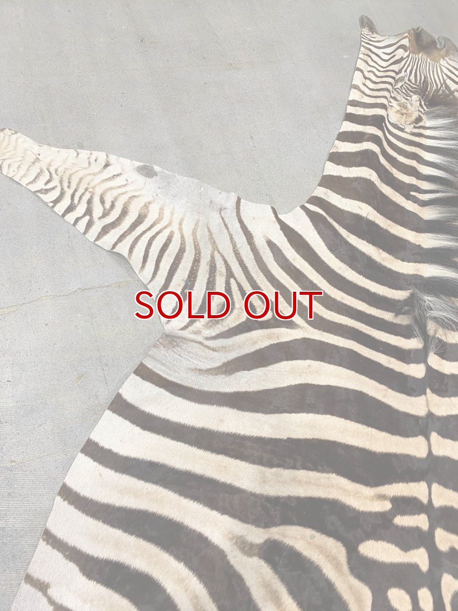 画像5: ゼブラ毛皮　シマウマ革 (5)